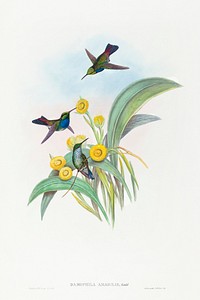 Damophila amabilis (Blue-breasted Hummingbird) (1804&ndash;1902) print in high resolution by John Gould and Henry Constantine Richter. Original from The National Gallery of Art. Digitally enhanced by rawpixel.