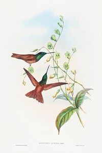 Diphogena aurora (Gould&#39;s Rainbow) (1804&ndash;1902) print in high resolution by John Gould and Henry Constantine Richter. Original from The National Gallery of Art. Digitally enhanced by rawpixel.