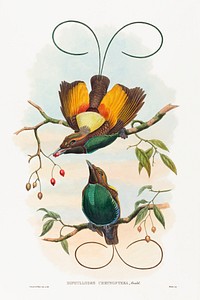 Diphyllodes chrysoptera; Magnificent Bird of Paradise (1804&ndash;1898) print in high resolution by John Gould and William Matthew Hart. Original from The National Gallery of Art. Digitally enhanced by rawpixel.