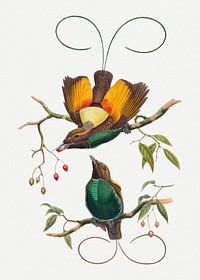Magnificent bird of paradise psd animal art print, remixed from artworks by John Gould and William Matthew Hart