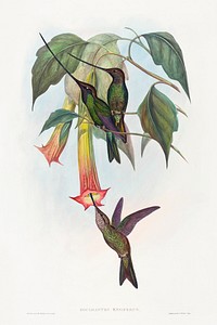 Docimastes ensiferus; Sword-billed Hummingbird (1804&ndash;1902) print in high resolution by John Gould and Henry Constantine Richter. Original from The National Gallery of Art. Digitally enhanced by rawpixel.