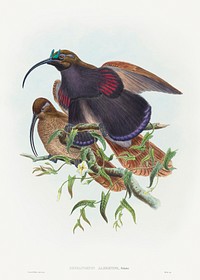 Drepanornis albertisi (Black-billed Sicklebill Bird of Paradise) (1804&ndash;1908) print in high resolution by John Gould and William Matthew Hart. Original from The National Gallery of Art. Digitally enhanced by rawpixel.