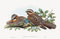 Caprimulgus Ruficollis (1804&ndash;1902) print in high resolution by John Gould and Henry Constantine Richter. Original from The National Gallery of Art. Digitally enhanced by rawpixel.
