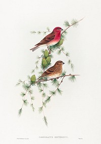 Carpodacus erythrinus; Common Rose Finch (1804&ndash;1902) print in high resolution by John Gould and Henry Constantine Richter. Original from The National Gallery of Art. Digitally enhanced by rawpixel.