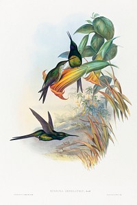 Eugenia imperatrix (Empress Hummingbird) (1804&ndash;1902) print in high resolution by John Gould and Henry Constantine Richter. Original from The National Gallery of Art. Digitally enhanced by rawpixel.