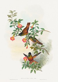 Helianthea eos (Golden Star-frontlet) (1804&ndash;1902) print in high resolution by John Gould and Henry Constantine Richter. Original from The National Gallery of Art. Digitally enhanced by rawpixel.