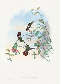 Lophornis chalybeus; Festive Coquette (1804&ndash;1902) print in high resolution by John Gould and Henry Constantine Richter. Original from The National Gallery of Art. Digitally enhanced by rawpixel.