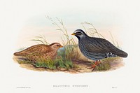 Malacoturnix superciliosus; Mountain Quail (1804&ndash;1902) print in high resolution by John Gould and Henry Constantine Richter. Original from The National Gallery of Art. Digitally enhanced by rawpixel.