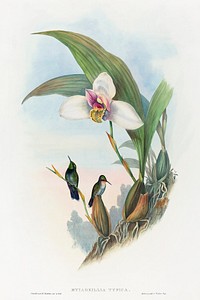 Myiabeillia typica; Abeille's Hummingbird (1804&ndash;1902) print in high resolution by John Gould and Henry Constantine Richter. Original from The National Gallery of Art. Digitally enhanced by rawpixel.