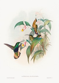 Lafresnaya flavicaudata; Buff-tailed Velvet-breast (1804&ndash;1881) print in high resolution by John Gould  and Henry Constantine Richter. Original from The National Gallery of Art. Digitally enhanced by rawpixel.