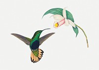 Hummingbird psd animal art print, remixed from artworks by John Gould and Henry Constantine Richter