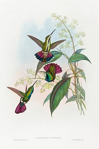 Lampornis prevosti (1804&ndash;1902) print in high resolution by John Gould and Henry Constantine Richter. Original from The National Gallery of Art. Digitally enhanced by rawpixel.