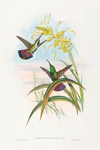 Lampornis veraguensis (Veraguan Mango) (1804&ndash;1902) print in high resolution by John Gould and Henry Constantine Richter. Original from The National Gallery of Art. Digitally enhanced by rawpixel.