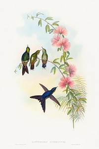 Ramphomicron microrhyncha; Small-billed Thornbill (1804&ndash;1902) print in high resolution by John Gould and Henry Constantine Richter. Original from The National Gallery of Art. Digitally enhanced by rawpixel.