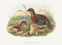 Rufous-breasted Bamboo Partridge; Bambusicola Hyperythra (1804&ndash;1908) print in high resolution by John Gould and William Matthew Hart. Original from The National Gallery of Art. Digitally enhanced by rawpixel.
