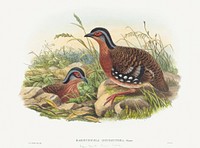 Rufous-breasted Bamboo Partridge; Bambusicola Hyperythra (1804–1908) print in high resolution by John Gould and William Matthew Hart. Original from The National Gallery of Art. Digitally enhanced by rawpixel.