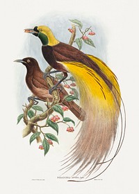 Bird of Paradise; Paradisea apoda (1804&ndash;1908) print in high resolution by John Gould and William Matthew Hart. Original from The National Gallery of Art. Digitally enhanced by rawpixel.