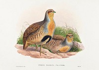 Perdix barbata; Daurian Partridge (1804&ndash;1902) print in high resolution by John Gould and Henry Constantine Richter. Original from The National Gallery of Art. Digitally enhanced by rawpixel.