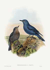 Petrocossyphus cyanus; Blue Rockthrush (1804&ndash;1902) print in high resolution by John Gould and Henry Constantine Richter. Original from The National Gallery of Art. Digitally enhanced by rawpixel.