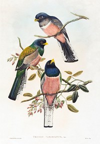 Trogan variegatus (1804&ndash;1908) print in high resolution by John Gould and William Matthew Hart. Original from The National Gallery of Art. Digitally enhanced by rawpixel.