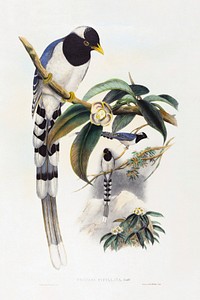 Urocissa cucullata (1804&ndash;1902) print in high resolution by John Gould and Henry Constantine Richter. Original from The National Gallery of Art. Digitally enhanced by rawpixel.