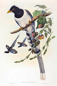 Urocissa magnirostris (1804&ndash;1902) print in high resolution by John Gould and Henry Constantine Richter. Original from The National Gallery of Art. Digitally enhanced by rawpixel.