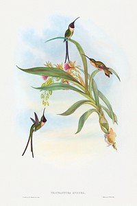 Tharmastura enicura; Slender Shear-Tail (1804&ndash;1902) print in high resolution by John Gould and Henry Constantine Richter. Original from The National Gallery of Art. Digitally enhanced by rawpixel.