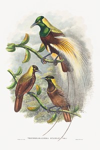 Trichoparadisea Gulielmi (1875-1888) print in high resolution by John Gould and William Matthew Hart. Original from The National Gallery of Art. Digitally enhanced by rawpixel.