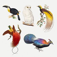 Vintage bird psd animal art print set, remixed from public domain collection