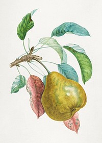 Pear psd with leaves art print, remixed from artworks by Henri-Louis Duhamel du Monceau