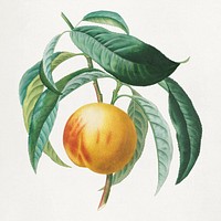 Peach psd with leaves art print, remixed from artworks by Henri-Louis Duhamel du Monceau