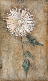 Chrysanthemum (1900) drawing in high resolution by Piet Mondrian. Original from the Minneapolis Institute of Art. Digitally enhanced by rawpixel.
