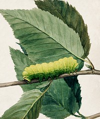 Lunar Caterpillar, study for book Concealing Coloration in the Animal Kingdom painting in high resolution by Abbott Handerson Thayer (1849&ndash;1921). Original from the Smithsonian Institution. Digitally enhanced by rawpixel.