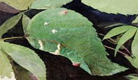 White Birch Leaf Edge Caterpillar, study for book Concealing Coloration in the Animal Kingdom painting in high resolution by <a href="https://www.rawpixel.com/search/Abbott%20Handerson%20Thayer?sort=curated&amp;page=1">Abbott Handerson Thayer</a> (1849&ndash;1921) and Emma Beach Thayer. Original from the Smithsonian Institution. Digitally enhanced by rawpixel.