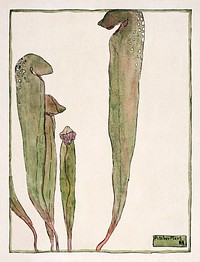 Pitcher Plant (1915) by Hannah Borger Overbeck. Original from The Los Angeles County Museum of Art. Digitally enhanced by rawpixel.