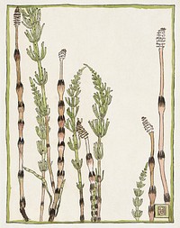 Horsetail (1915) by <a href="https://www.rawpixel.com/search/Hannah%20Borger%20Overbeck?sort=curated&amp;page=1&amp;topic_group=_my_topics">Hannah Borger Overbeck</a>. Original from The Los Angeles County Museum of Art. Digitally enhanced by rawpixel.