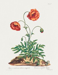 Common, Red Field Poppy (1775) in high resolution by John Edwards. Original from The Minneapolis Institute of Art. Digitally enhanced by rawpixel.