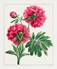 Double Peony (1789) in high resolution by John Edwards. Original from The Minneapolis Institute of Art. Digitally enhanced by rawpixel.