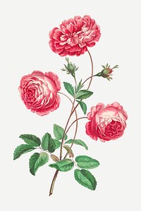 Provence rose vector vintage floral art print, remixed from artworks by John Edwards