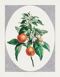Orange Tree (1789) in high resolution by John Edwards. Original from The Minneapolis Institute of Art. Digitally enhanced by rawpixel.