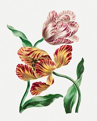 Tulips psd vintage floral art print, remixed from artworks by John Edwards