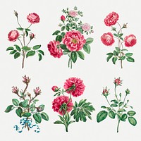 Flower psd vintage art print set, remixed from artworks by John Edwards