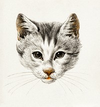 Sketch of a cat (1812) by <a href="https://www.rawpixel.com/search/Jean%20Bernard?sort=curated&amp;page=1">Jean Bernard </a>(1775-1883). Original from The Rijksmuseum. Digitally enhanced by rawpixel.
