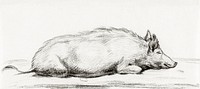 Lying pig by Jean Bernard (1775-1883). Original from The Rijksmuseum. Digitally enhanced by rawpixel.