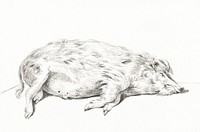 Lying pig by <a href="https://www.rawpixel.com/search/Jean%20Bernard?sort=curated&amp;page=1">Jean Bernard </a>(1775-1883). Original from The Rijksmuseum. Digitally enhanced by rawpixel.