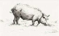 Standing pig in the grass (1805) by <a href="https://www.rawpixel.com/search/Jean%20Bernard?sort=curated&amp;page=1">Jean Bernard </a>(1775-1883). Original from The Rijksmuseum. Digitally enhanced by rawpixel.