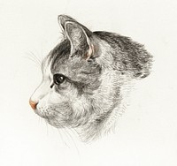 Sketch of a cat (1819) by <a href="https://www.rawpixel.com/search/Jean%20Bernard?sort=curated&amp;page=1">Jean Bernard</a> (1775-1883). Original from The Rijksmuseum. Digitally enhanced by rawpixel.