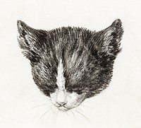 Sketch of a cat by <a href="https://www.rawpixel.com/search/Jean%20Bernard?sort=curated&amp;page=1">Jean Bernard</a> (1775-1883). Original from The Rijksmuseum. Digitally enhanced by rawpixel.