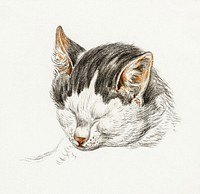 Sketch of a cat (1828) by <a href="https://www.rawpixel.com/search/Jean%20Bernard?sort=curated&amp;page=1">Jean Bernard </a>(1775-1883). Original from The Rijksmuseum. Digitally enhanced by rawpixel.