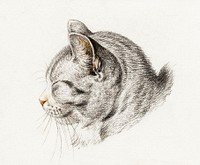 Sketch of a cat (1813) by <a href="https://www.rawpixel.com/search/Jean%20Bernard?sort=curated&amp;page=1">Jean Bernard</a> (1775-1883). Original from The Rijksmuseum. Digitally enhanced by rawpixel.